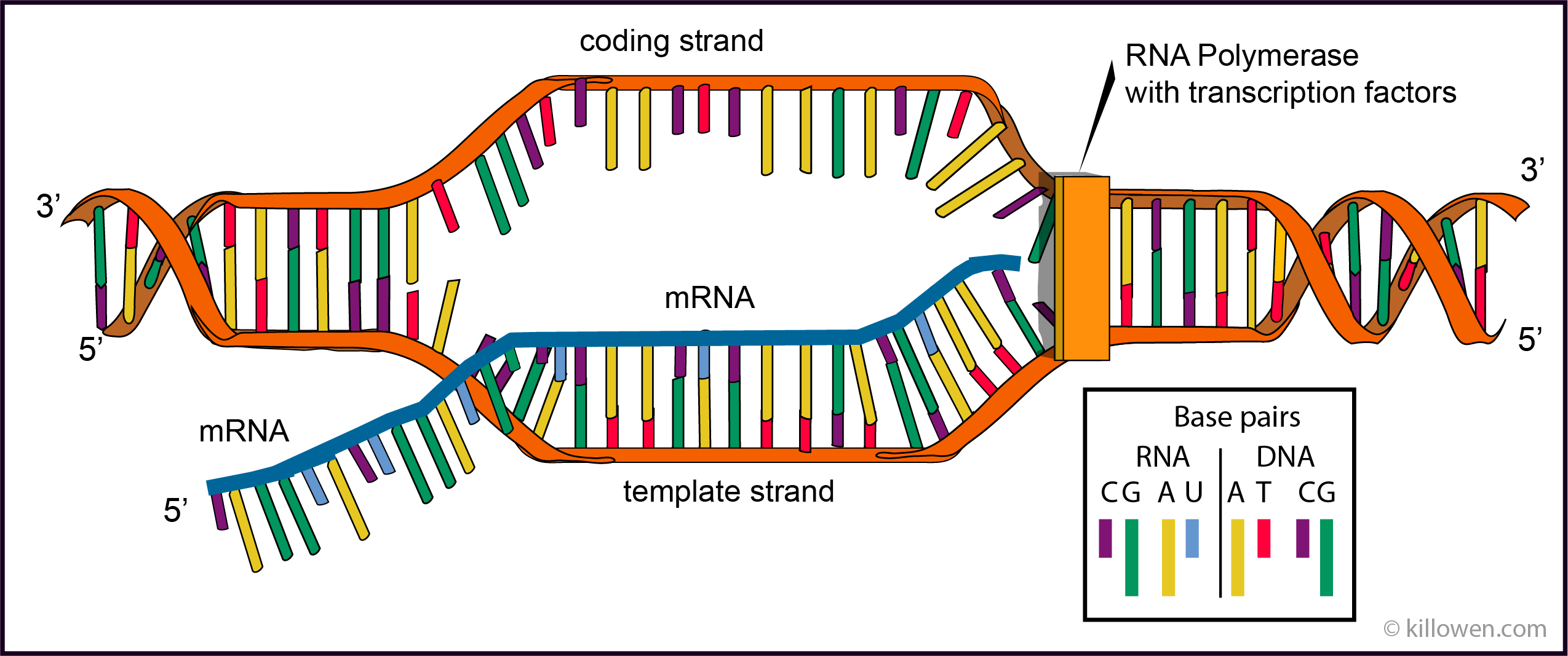 Transcription
